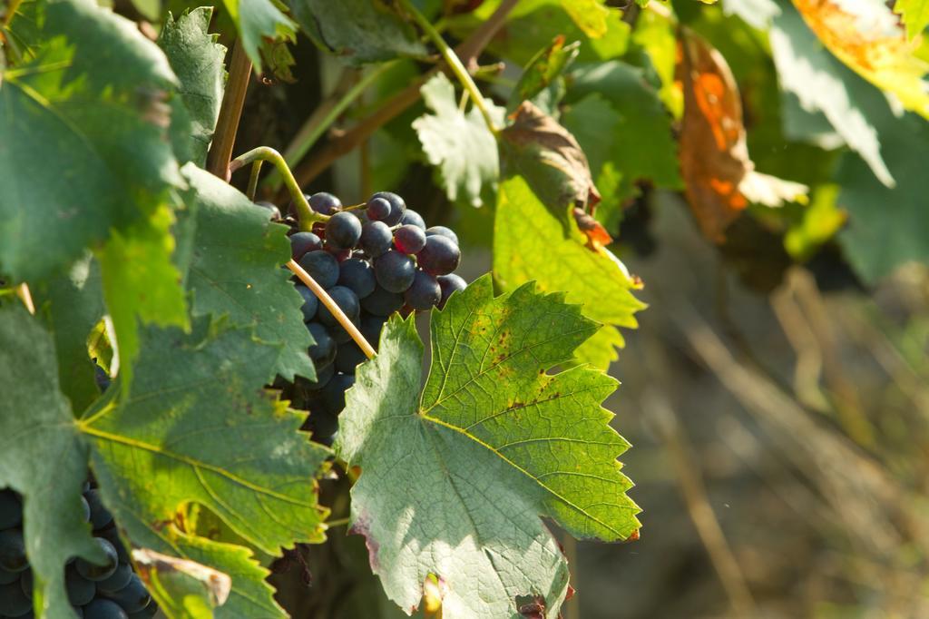 Podere San Lorenzo Terranuova Bracciolini Kültér fotó