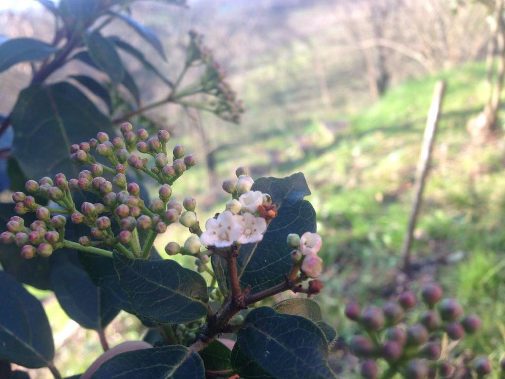 Podere San Lorenzo Terranuova Bracciolini Kültér fotó